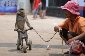 Monkey Show